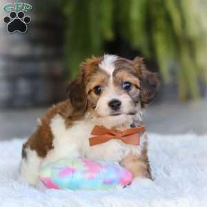 Braxton, Cavachon Puppy